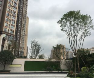 效果图